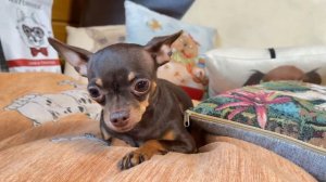 Малиновый инфьюз и груша Су-вид.