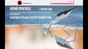 Фотоконкурс "Очаровательные фотографии птиц". Vogelwarte.ch Deadline 2020.05.31