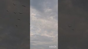 старая песня донских казаков...