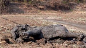 Детеныш слона неподвижно лежал на земле. То, что сделала его мать поражает!