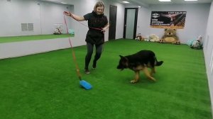 Сибирский Феникс Ева, 7 месяцев