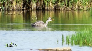 Цапля плещется как лебеди