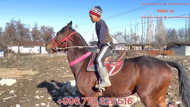 Лазер / Умарда Арзан берем дейт ?? смотреть онлайн