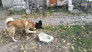 Чёрный кот кадрит собаку
