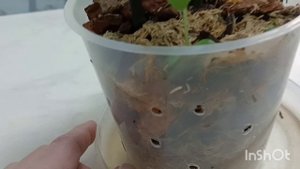 Орхидея реанимашка Стелленбош хочет цвести?♀️