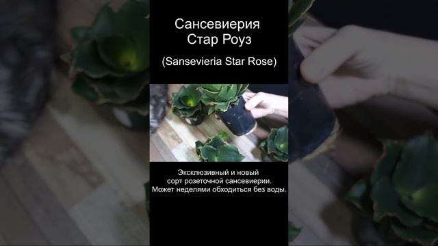 Комнатное растение Сансевиерия Стар Роуз (Sansevieria Star Rose)