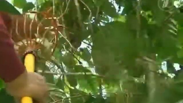 Познавательное видео о Чае "НОНИ"