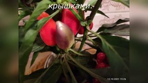 Варенье из черноплодной рябины. Aronia melanocarpa jam.
