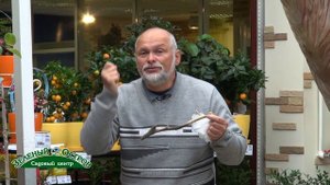 Вирус табачной мозаики на томатах