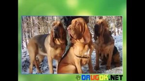 Бладхаунд. Характеристика породы.