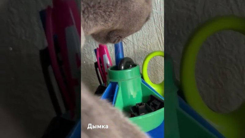 #кот #кошка #животные #animals #cat #sima #camedy #смешное #смешноепроживотных #shorts #камеди #diy