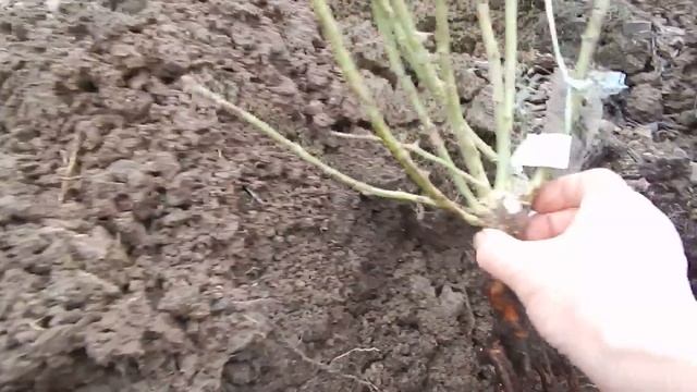 Остинки Фокино и Розы вдохновения.Сравнение саженцев при посадке.