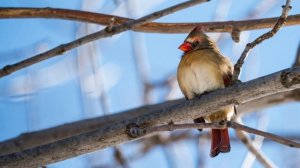 Hommage au Cardinal rouge