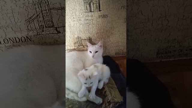 Милашка котенок