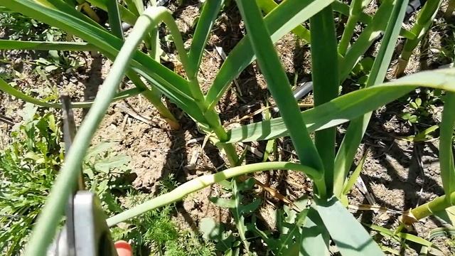 Когда и как удалять стрелки у озимого чеснока? Что с ними делать? смотреть онлайн