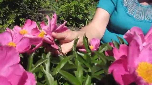 Пион Дансинг Баттерфляй. Июнь 2019. Вот так танец бабочек!