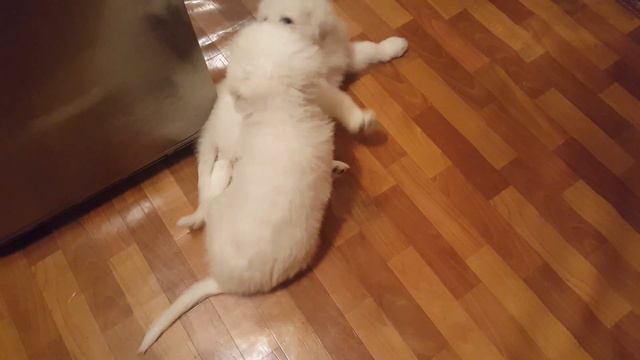 Детки Мареммы разносят дом ) смотреть онлайн