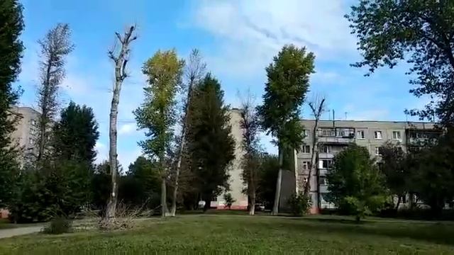 Спил сухого дерева