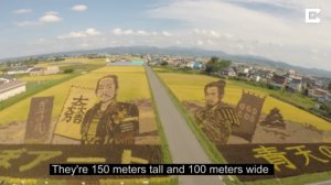 Японские фермеры рисуют на рисовых полях