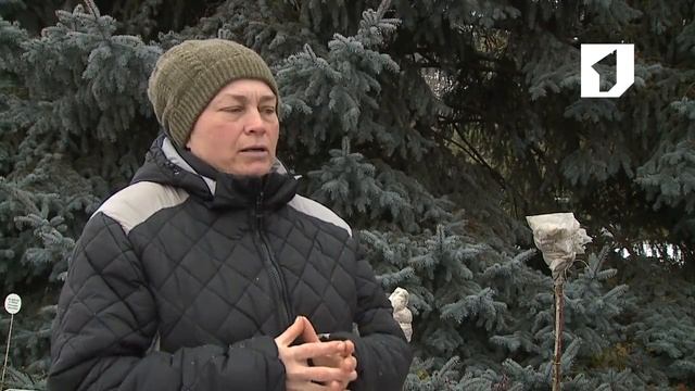 Утренний эфир / Как утеплить южные растения в холода? смотреть онлайн