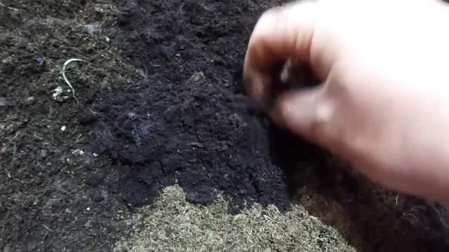 Реальная действительность/Разведение червя дендробена