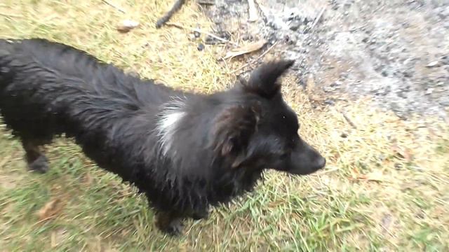 На речке с собакой.село Новая смотреть онлайн