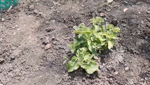 Как Укрыть Петунию от Заморозков, Грунт для Петунии, Обзор Цветов, Пмж