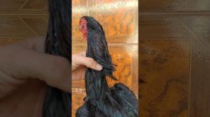 О Шамо O Shamo ,бойцовые петухи