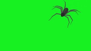 паук на хромакей / походка паука /  говорят они ползают а они ходят