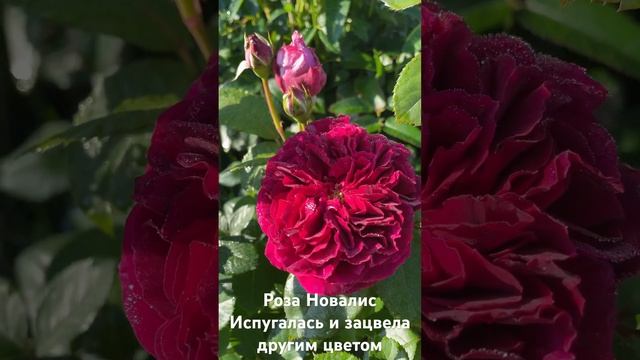 Роза Фальстаф/rose Falstaff #розарий #розы #сад #садоводство #цветы