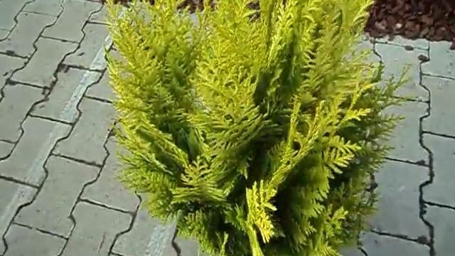 Chamaecyparis lawsoniana Ivonne смотреть онлайн