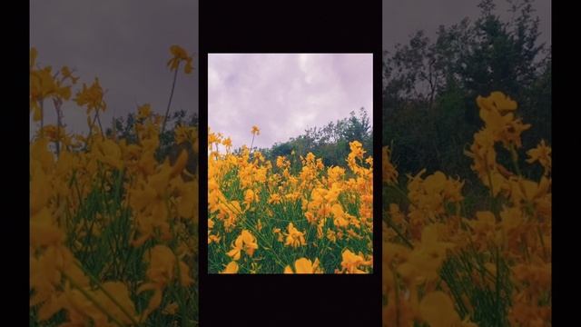 ?? сказка про алладина ?? извините за фон ❤️ смотреть онлайн