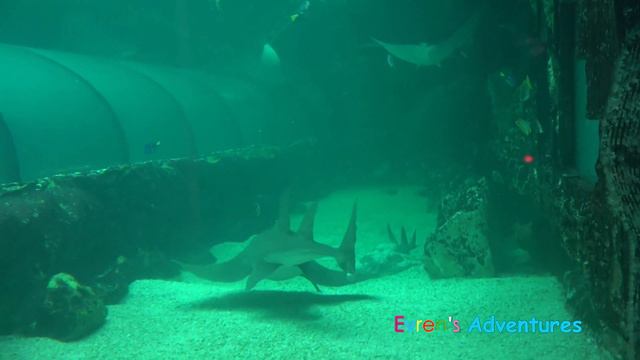SEA LIFE SYDNEY AQUARIUM Family Fun Activities for Kids Evren Adventures ToysReview смотреть онлайн