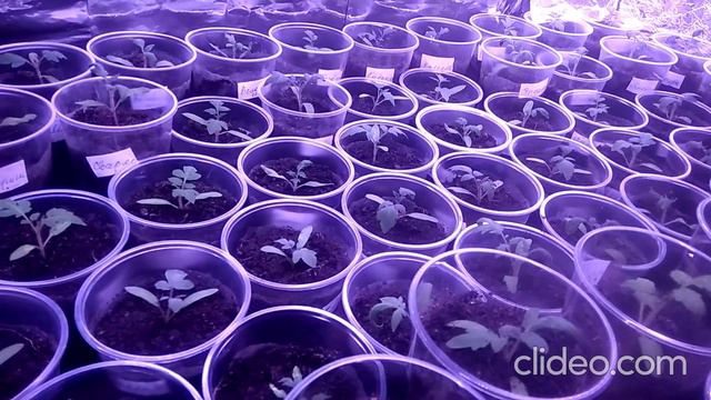 С этой подкормкой рассады проблем с вершинкой потом не будет смотреть онлайн