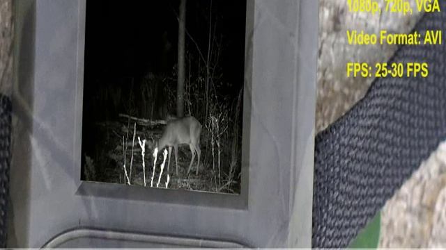 Лесная камера GPRS/GSM, 1080p, датчик движения смотреть онлайн