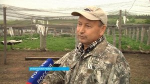 Башкирский фазан - разведение и охота на фазана