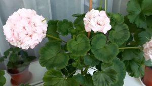 Тамара Pelargonium