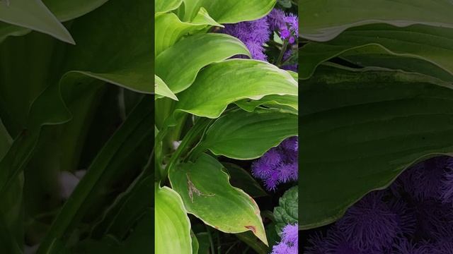 Агератум и хоста.(ageratum and host).?