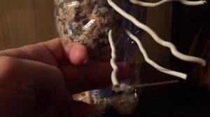 Кормушка для синичек и воробьёв, из 2-х бутылок