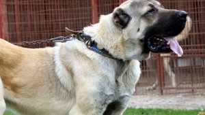 Бурбуль против Кангал - кто победит? кто сильнее?