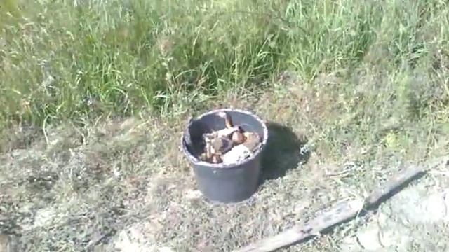 самое грибное место смотреть онлайн