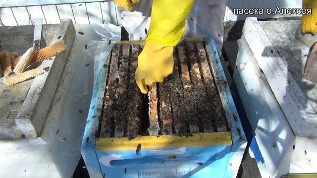 Первый осмотр пчёл после зимовки. смотреть онлайн