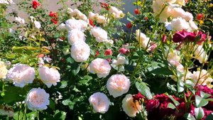 РОЗЫ СЕБАСТЬЯН КНЕЙП 🌹И ШЁНЕ ФОМ ЗЕЕ🌹КРАСОТА ,УМНОЖЕННАЯ НА ДВА 💖💖...