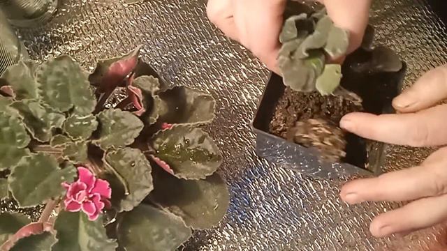 СПАСАЮ ФИАЛКИ ПОСАДКА НА ФИТИЛЬ смотреть онлайн