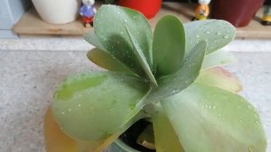 Мой Каланхоэ тирсифлора. Уход и содержание в домашних условиях. @user-ue3qo2hu1s