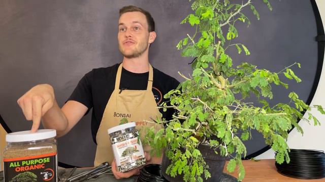 Brazilian raintree live demo! смотреть онлайн