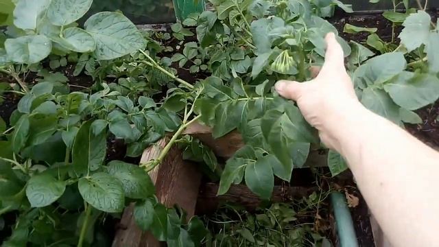 Выращивание картофеля из семян
