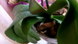 Мой метод увлажнения воздуха для орхидей. Выращивание орхидей в стеклянной вазе.