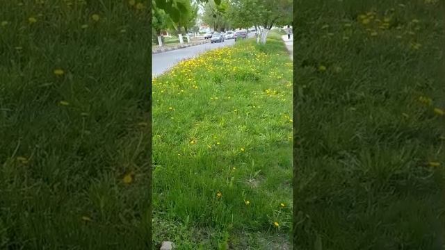 #Весенние Одуванчики