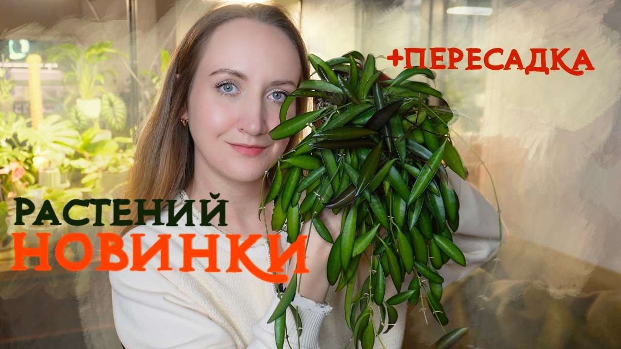 НОВИНКИ растений |  Первые покупки ВЕСНА 2024 |  Плюс ПЕРЕСАДКА новинок 💚